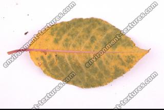 Photo Texture of Leaf 0059